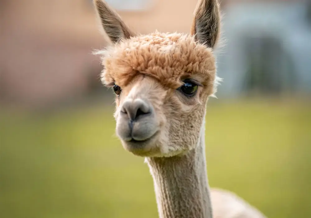 siglmuehle sigl futter kategorie lama