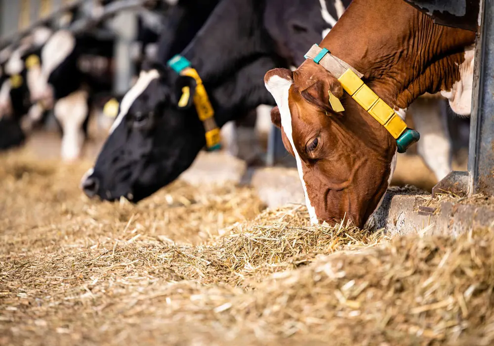 siglmuehle sigl futter kategorie rind
