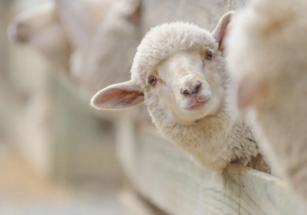 siglmuehle sigl futter kategorie sonstige