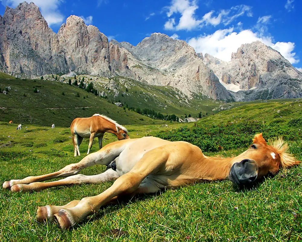 siglmuehle siglhorse futter pferd 1