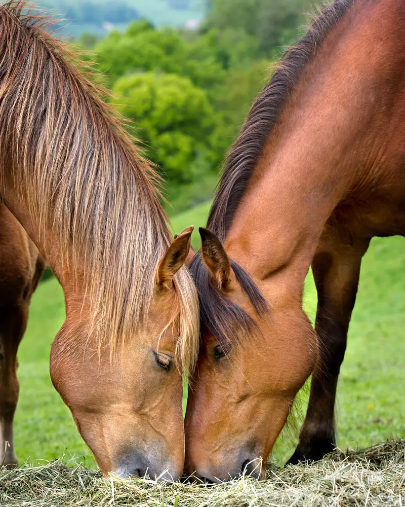 siglmuehle siglhorse futter pferd 2